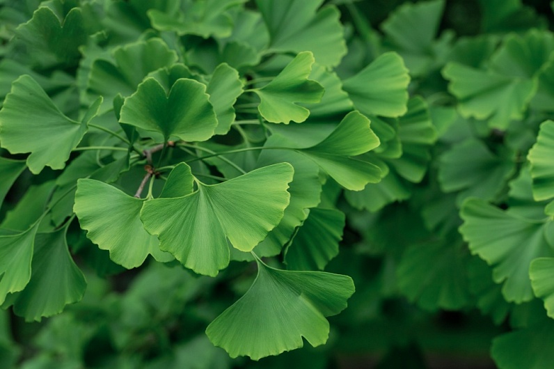 Гинкго Билоба