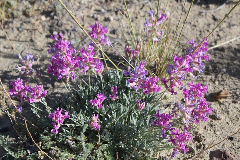 Красный Корень