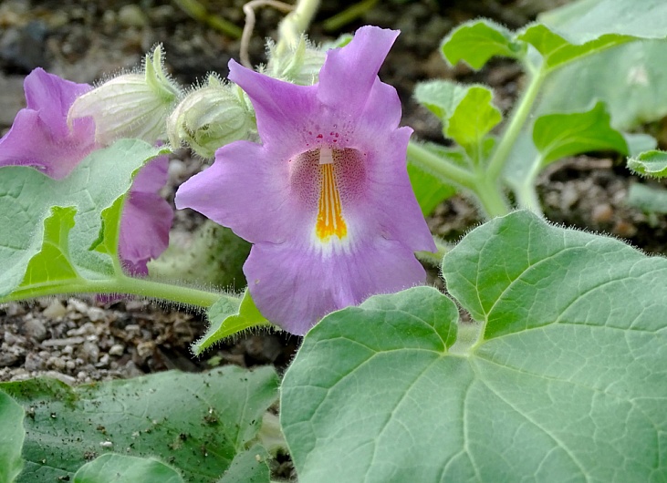 Мартиния Душистая