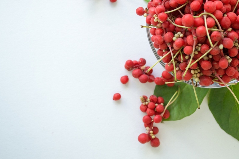 Лимонник Китайский