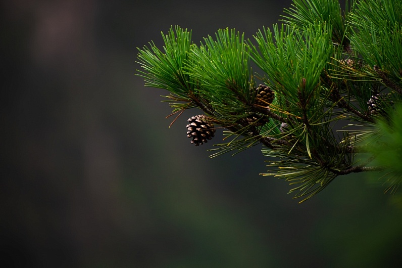 Сосновая вода (гидролат сосны)