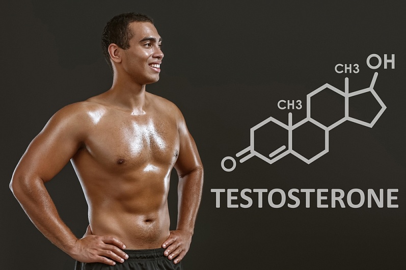 Какой орган вырабатывает тестостерон у мужчин?