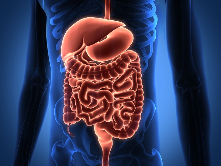 Органы какой системы вырабатывают ферменты