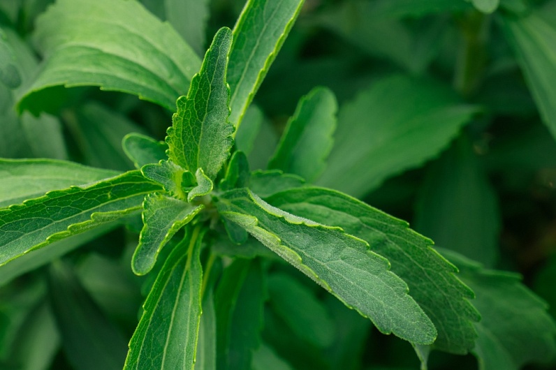 Экстракт Стевии