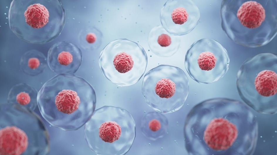 Получение питательных веществ организмами