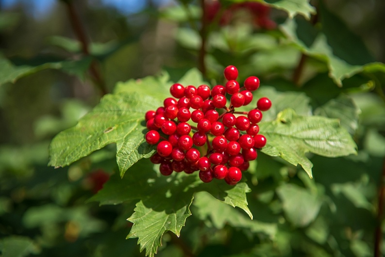 Полезные свойства калины красной