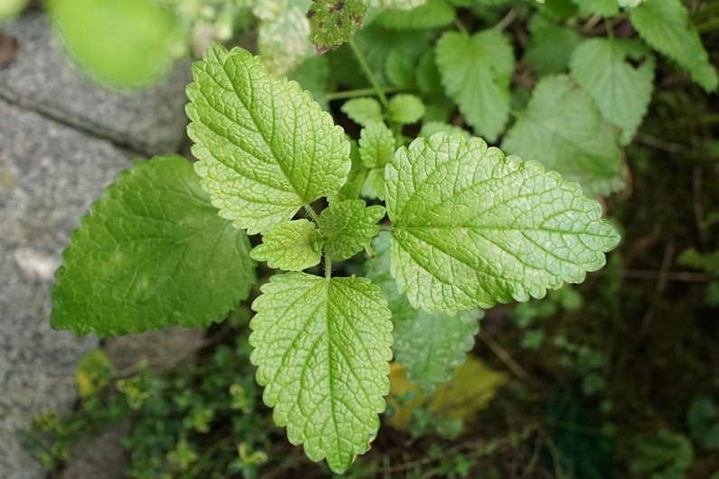 Полезные свойства мелиссы лекарственной