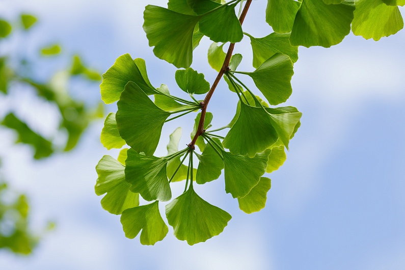 Как правильно заваривать гинкго билоба?