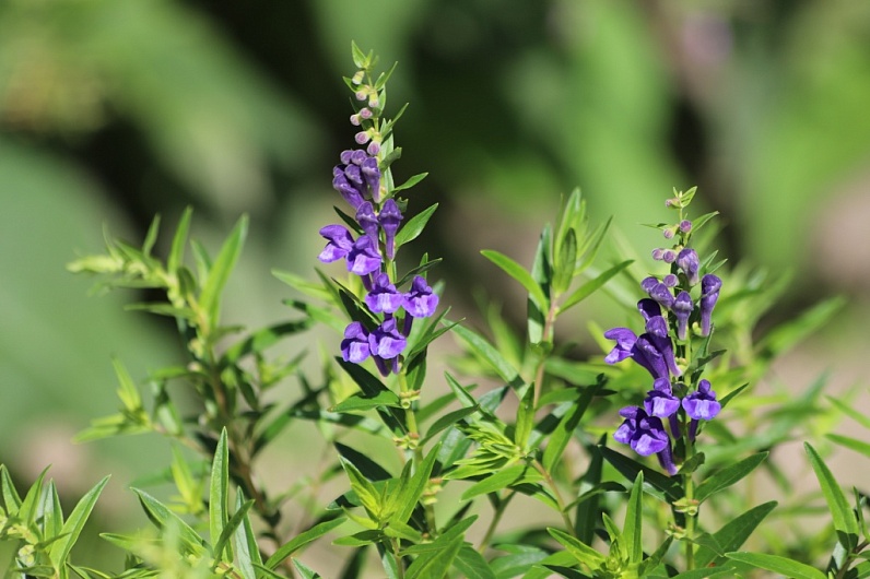 Шлемник байкальский