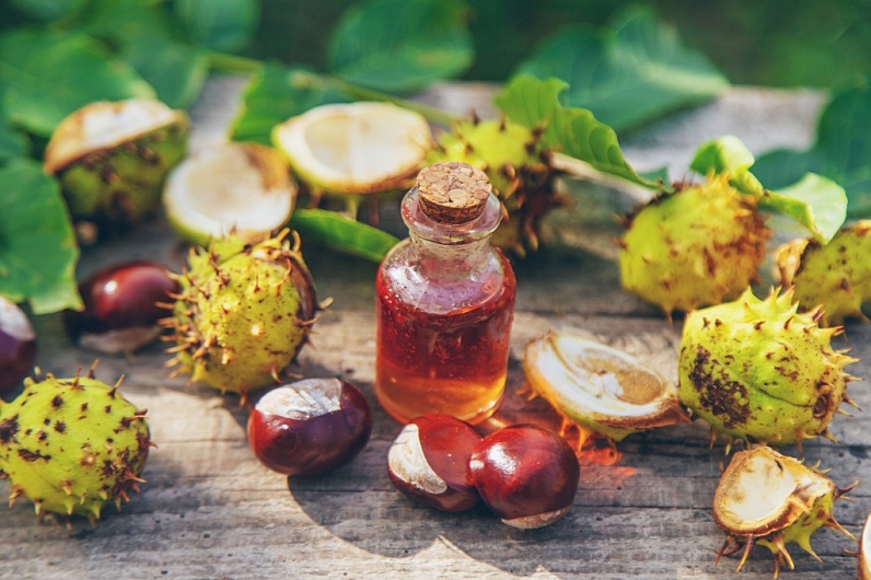 Конский Каштан