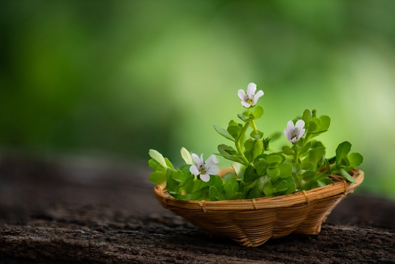 Бакопа Монье или брахми – свойства, применение, побочные эффекты