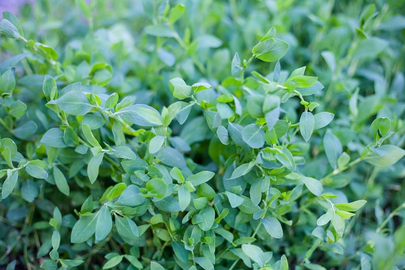 Горец Птичий