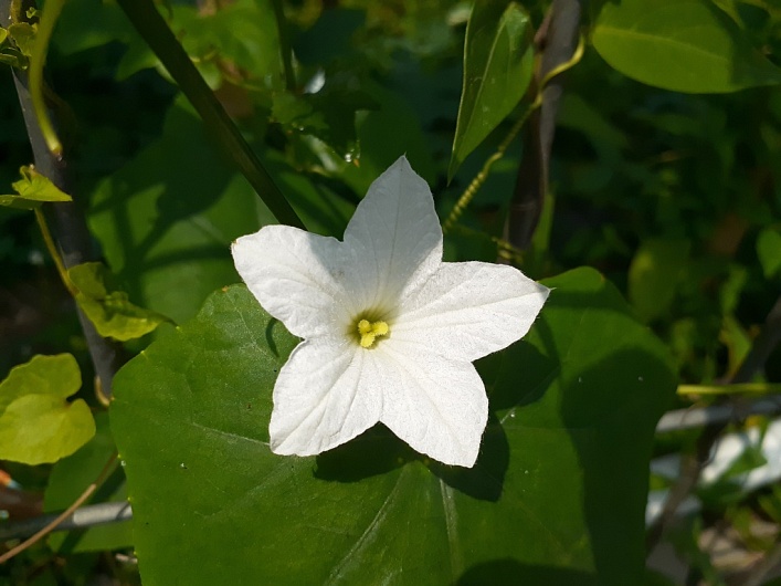 Кокциния индийская