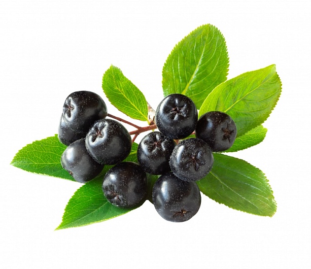 Рябина Черноплодная