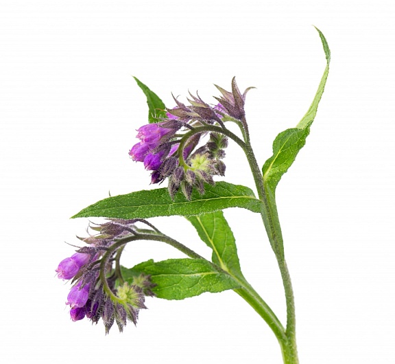 Применение живокоста