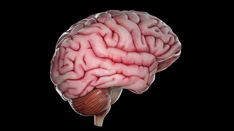 Очищение мозга от токсинов