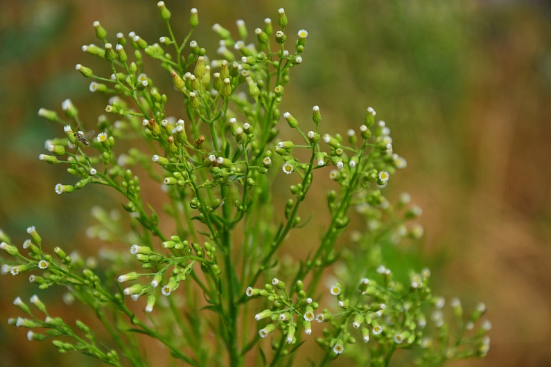 Масло крамбе