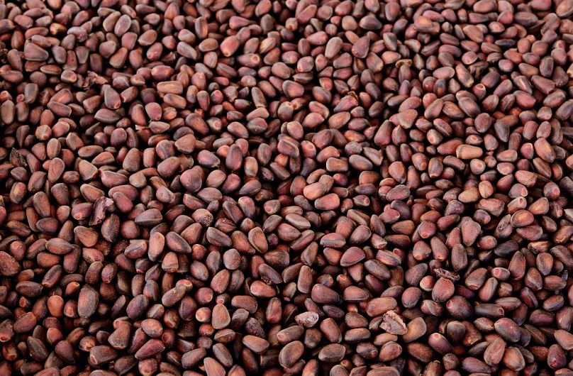 Кедровый Орех