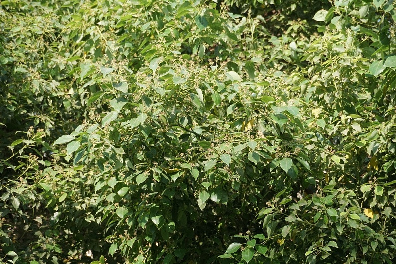 Эфирное масло равенсары