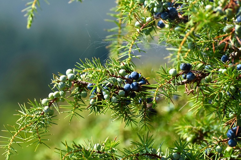 Можжевельник Обыкновенный