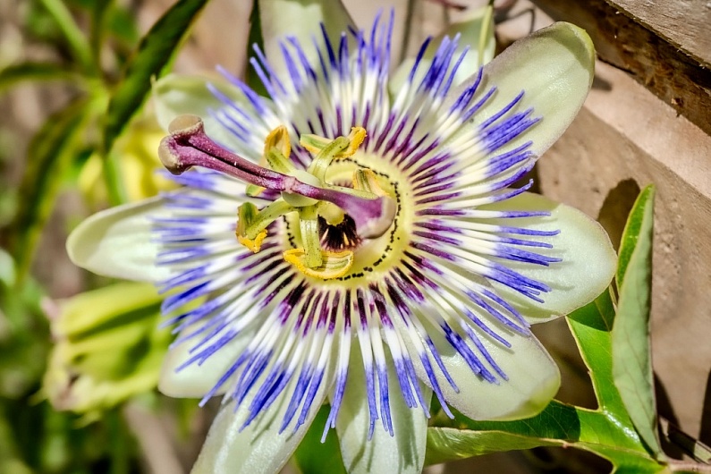 Пассифлора