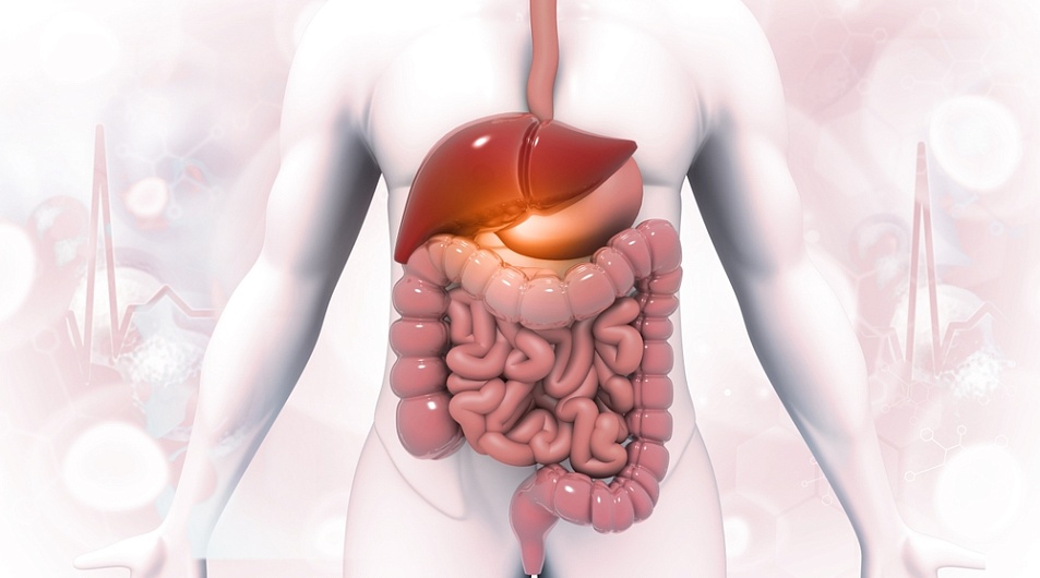 Как работает пищеварительная система человека?