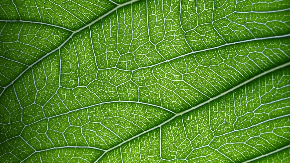 Как развести хлорофиллипт