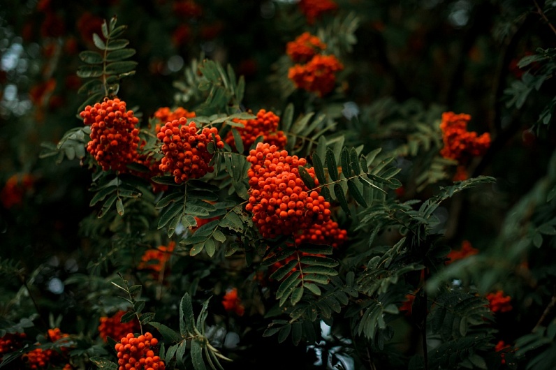 К чему снятся красные ягоды