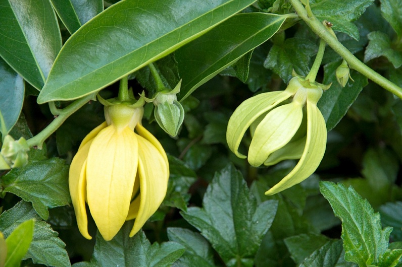 Эфирное масло иланг-иланга