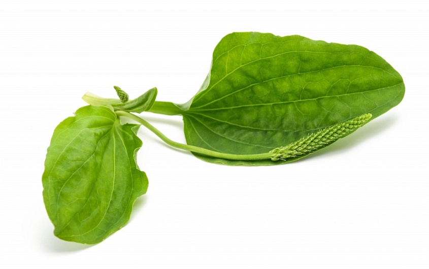 Подорожник