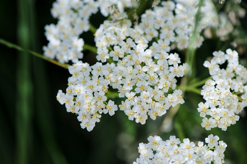 Тысячелистник