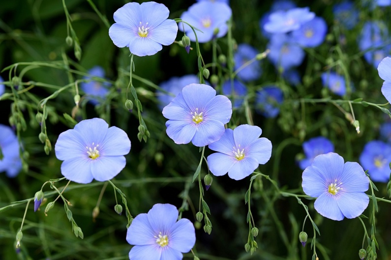 Лен Посевной