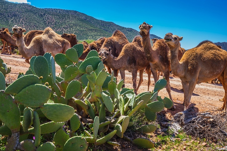 Чем питается верблюд