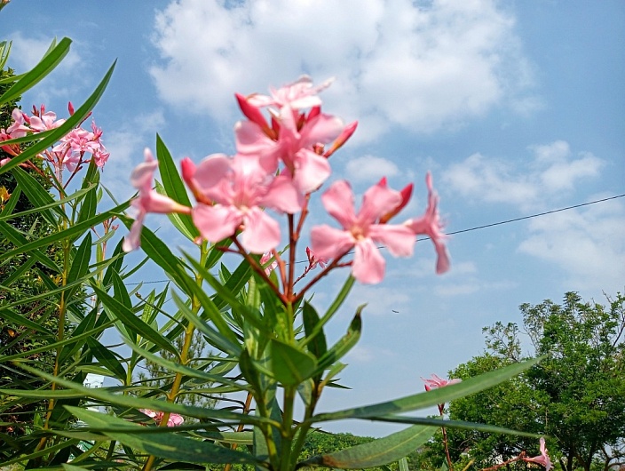 Масло камелии