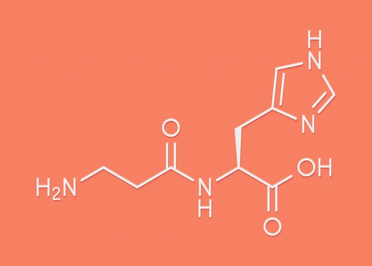 L-карнозин: польза и противопоказания