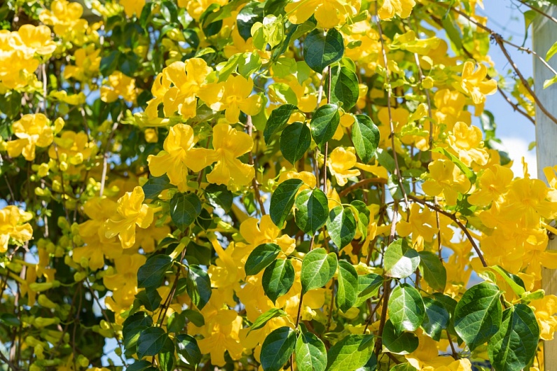 Кошачий Коготь