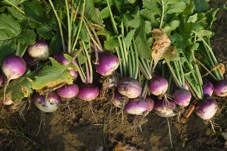 Репа – польза для мужчин, рецепты из репы и противопоказания