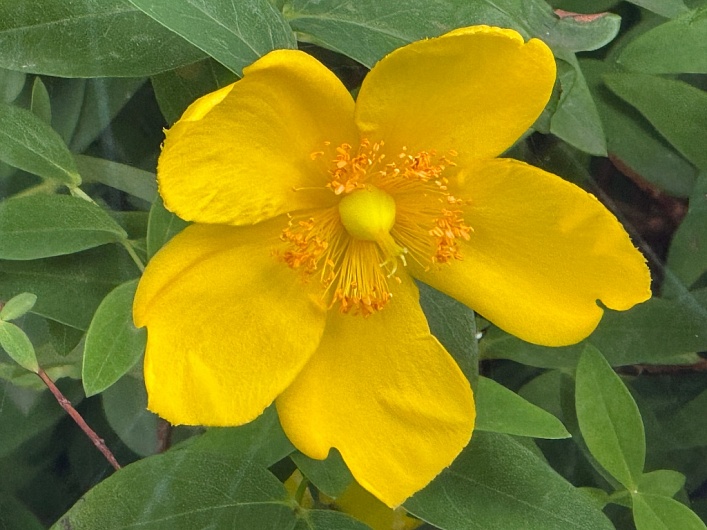 Как заварить курильский чай?