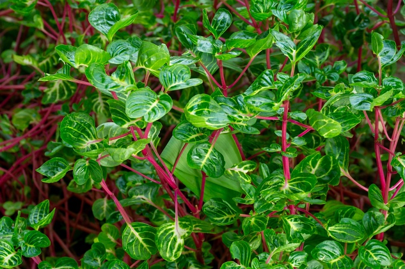 Амарант – состав, польза, способы применения