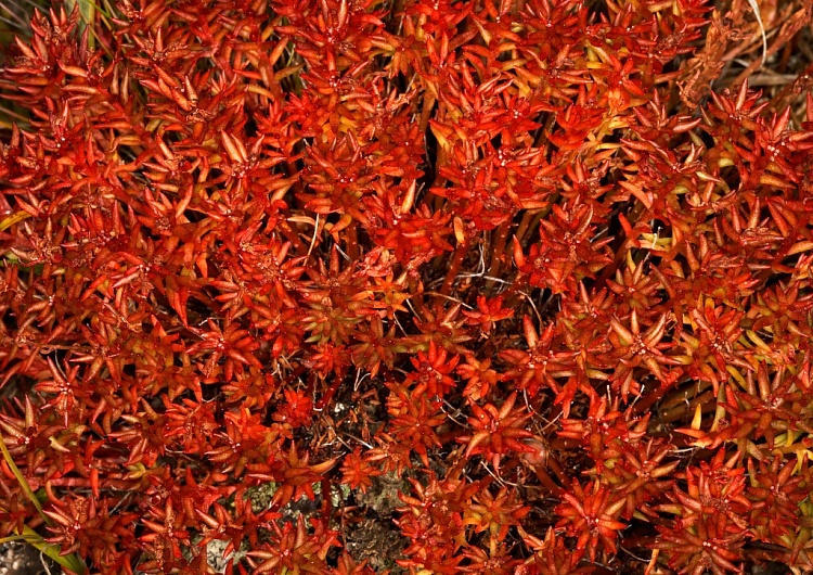 Красная Щетка