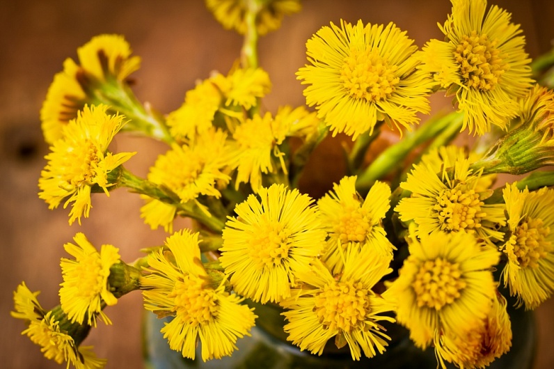 Мать-И-Мачеха