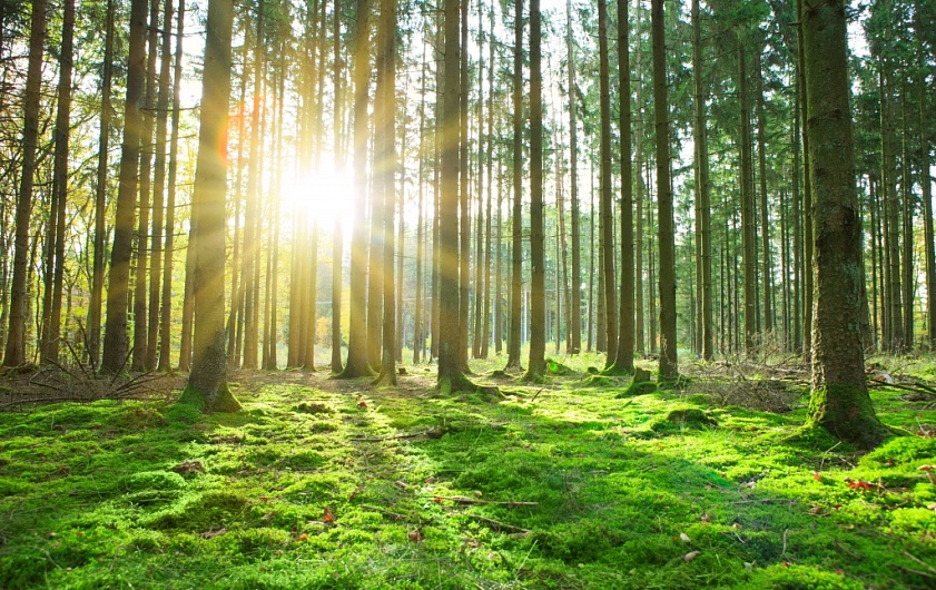 Сколько капель витамина Д следует принимать?