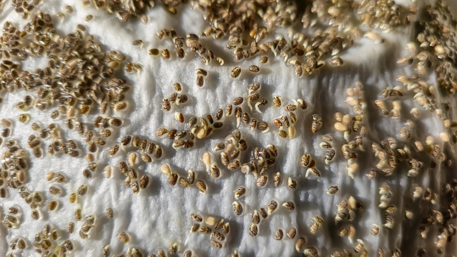 Масло семян чиа