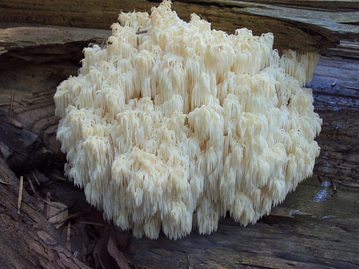 Как грибы влияют на здоровье человека?