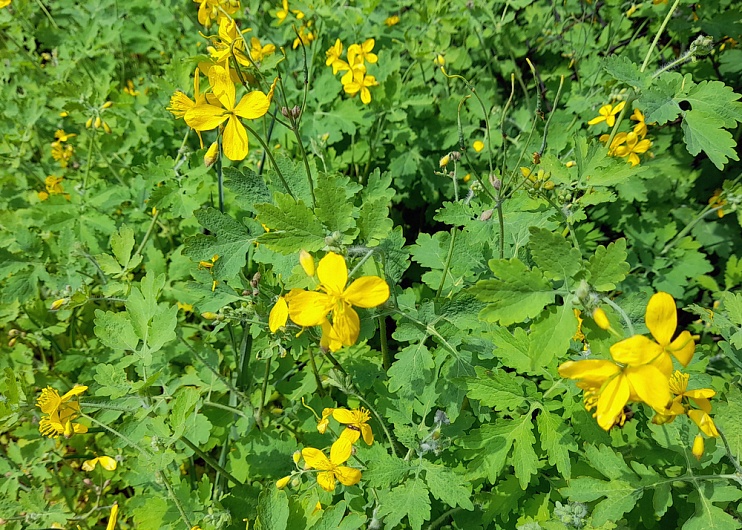 Травы для очищения организма от токсинов